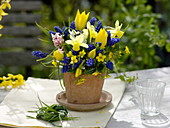 Blau-gelber Frühlingsstrauß : Muscari (Traubenhyazinthen), Tulipa (Tulpen)