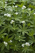 Galium odoratum (woodruff) flowering