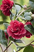 Camellia 'Kirin-No-Homare' (Kamelie)