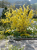 Terrassenbeet mit Forsythia (Goldglöckchen), Tulipa (Tulpen), Narcissus