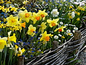Narcissus (daffodils), Bellis (daisy) and Myosotis
