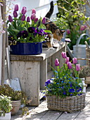 Tulipa 'Cum Laude' violett, 'Valentine' rosa-weiß (Tulpen), Viola
