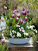 Tulipa 'Ballade' (Tulpen), Bellis (Tausendschön), Gold-Salbei (Salvia