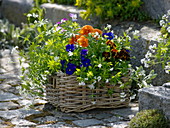 Wicker basket with spring flowers, woodruff, viola