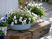 Oma's alte Emaille-Gefäße bepflanzt mit Frühlingsblumen und Kräutern