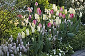 Tulipa 'White Imperator', 'Van Eijk' (Tulpen), Tiarella (Schaumblüte)