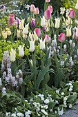 Tulipa 'White Imperator', 'Van Eijk' (tulips), Tiarella (foam flower)