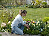 Frühlingsbeet mit Tulpen und Stauden: Tulipa 'Van Eijk' weiß-pink