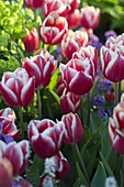 Tulipa 'Debutante' (Tulpen)