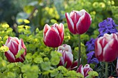 Tulipa 'Debutante' (tulips), Euphorbia (spurge), Erysimum (golden violet)