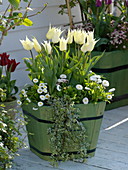 Tulipa 'White Triumphator' lily-flowered, Bellis