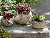 Sempervivum (houseleek) in hand-potted bowls with donkey head