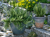 Rosemary (Rosmarinus)