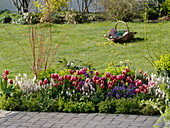 Spring border with Tulipa 'Debutante' (tulips), Erysimum (golden violet), Tiarella