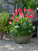 Gravel terrace with tulips, herbs and fruit trees