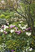 Frühlingsbeet mit Tulipa 'White Triumphator' 'Ballade' (Tulpen), Waldsteinia