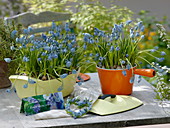 Muscari 'Blue Magic' (grape hyacinths) in roaster and fondue pot