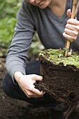 Planting vine by the garden fence 6