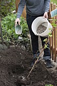 Planting vine by garden fence 8