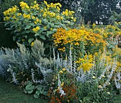 Gelber Garten mit Solidago 'Goldenmos', Artemisia 'Ludoviciana', Helenium 'Goldrausch'