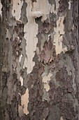Platanus acerifolia syn hispanica (plane tree), peeling bark
