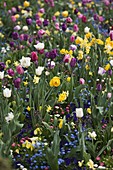 Colourful spring flower meadow