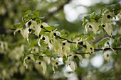 Davidia involucrata (Handkerchief tree)