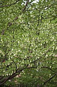 Davidia involucrata (Handkerchief tree)