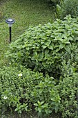 Herb bed with lemon balm (Melissa), peppermint (Mentha)