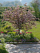 Malus sargentii 'Rosea' (Ornamental apple tree), Tulipa (Tulips), Erysimum