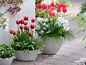 Tulipa 'Leen van der Mark' 'Van Eijk' (Tulpen), Phlox 'Clouds of Perfume'