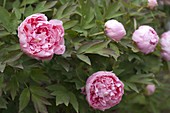 Paeonia suffruticosa 'Pink Pearl Tasselin for Lady's Hat' (shrub peony)