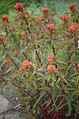 Euphorbia griffithii 'Fireglow' (Himalaya-Wolfsmilch)