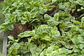 Mixed vegetable bed with chard (Beta vulgaris) and lettuce