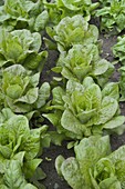 Lettuce (Lactuca sativa)