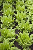 Picking lettuce 'Venetian' (Lactuca sativa var. crispa)