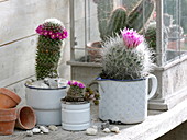 Flowering cacti in enamel pots
