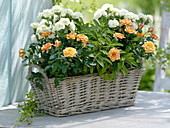 Fragrance basket with pink (pot rose), Dianthus (carnation), sage