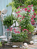 Pelargonium grandiflorum 'Clarion Violet' (geranium), rosemary