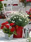 Argyranthemum frutescens (Marguerite), Pelargonium zonal