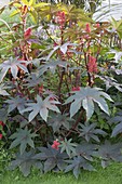 Ricinus communis 'Carmencita Bright Red' (Wunderbaum)