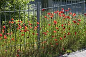 Papaver rhoeas (corn poppy) on metal fence