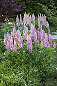 Lupinus polyphyllus 'Schlossfrau' (Lupines)