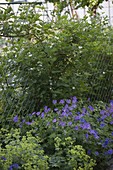 Maschendrahtzaun berankt mit Rubus (Brombeeren), davor Geranium