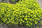 Euphorbia verrucosa (Warty spurge)