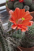 Echinocereus scheeri (hedgehog column cactus) with orange flower