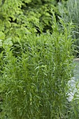 Estragon (Artemisia dranunculus)