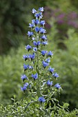 Echium vulgare (Blue viper's bugloss)