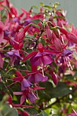 Fuchsia 'Beacon' red-blue