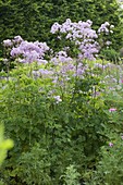 Thalictrum aquilegifolium (Meadow rue)